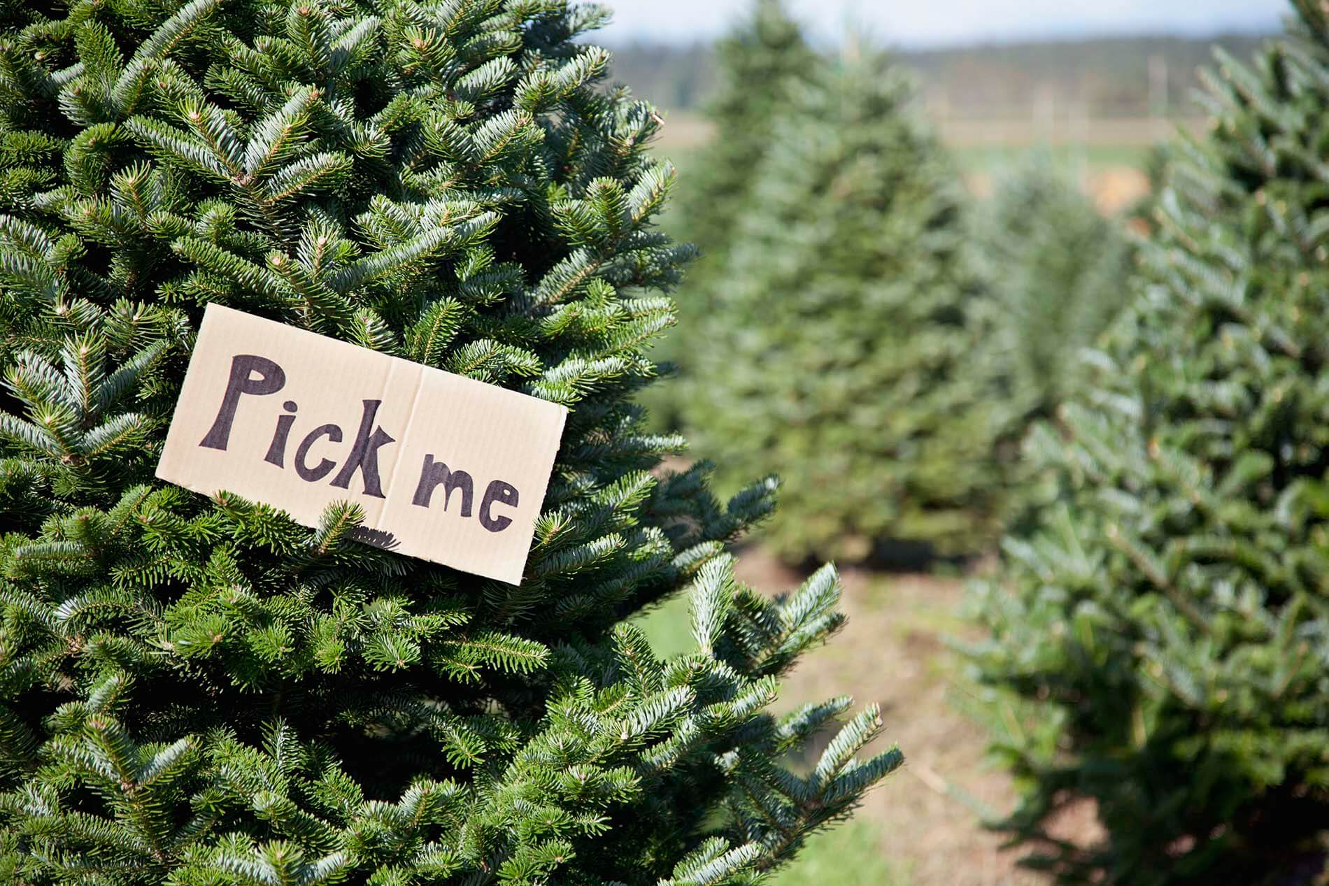 Pick your online own christmas tree