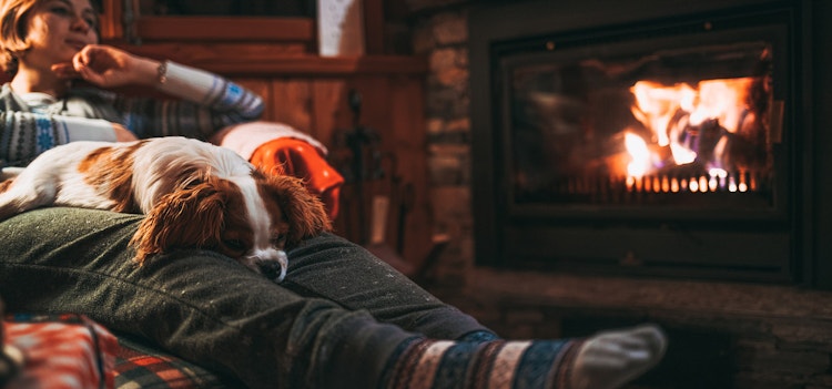 Cozy Fireplace Dog