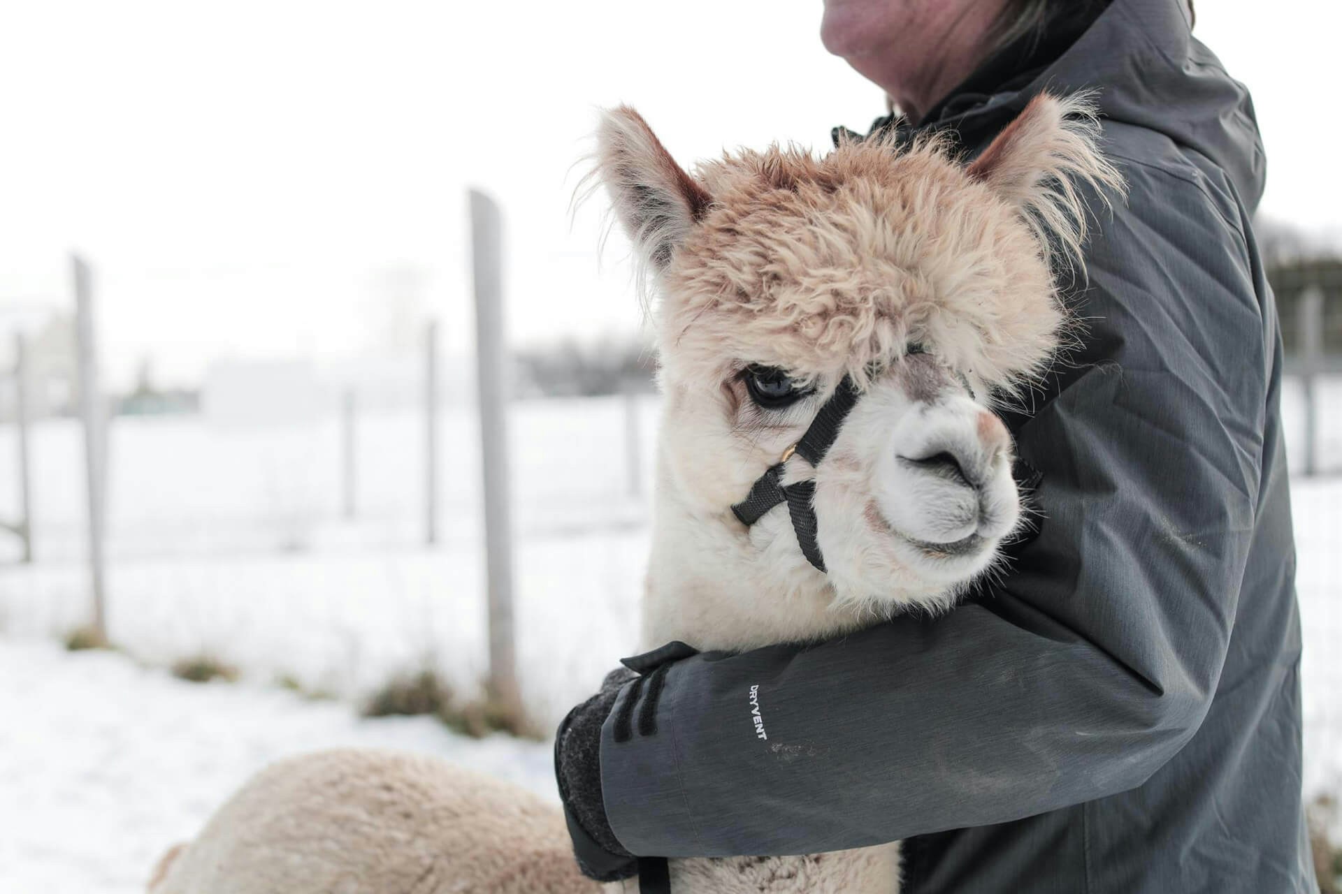 Winterborn Alpaca - Why choose Alpaca fleece? Beyond their