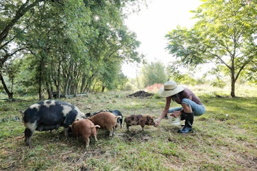 Behind the Scenes at the Farm Featuring Heartwood Farm & Cidery