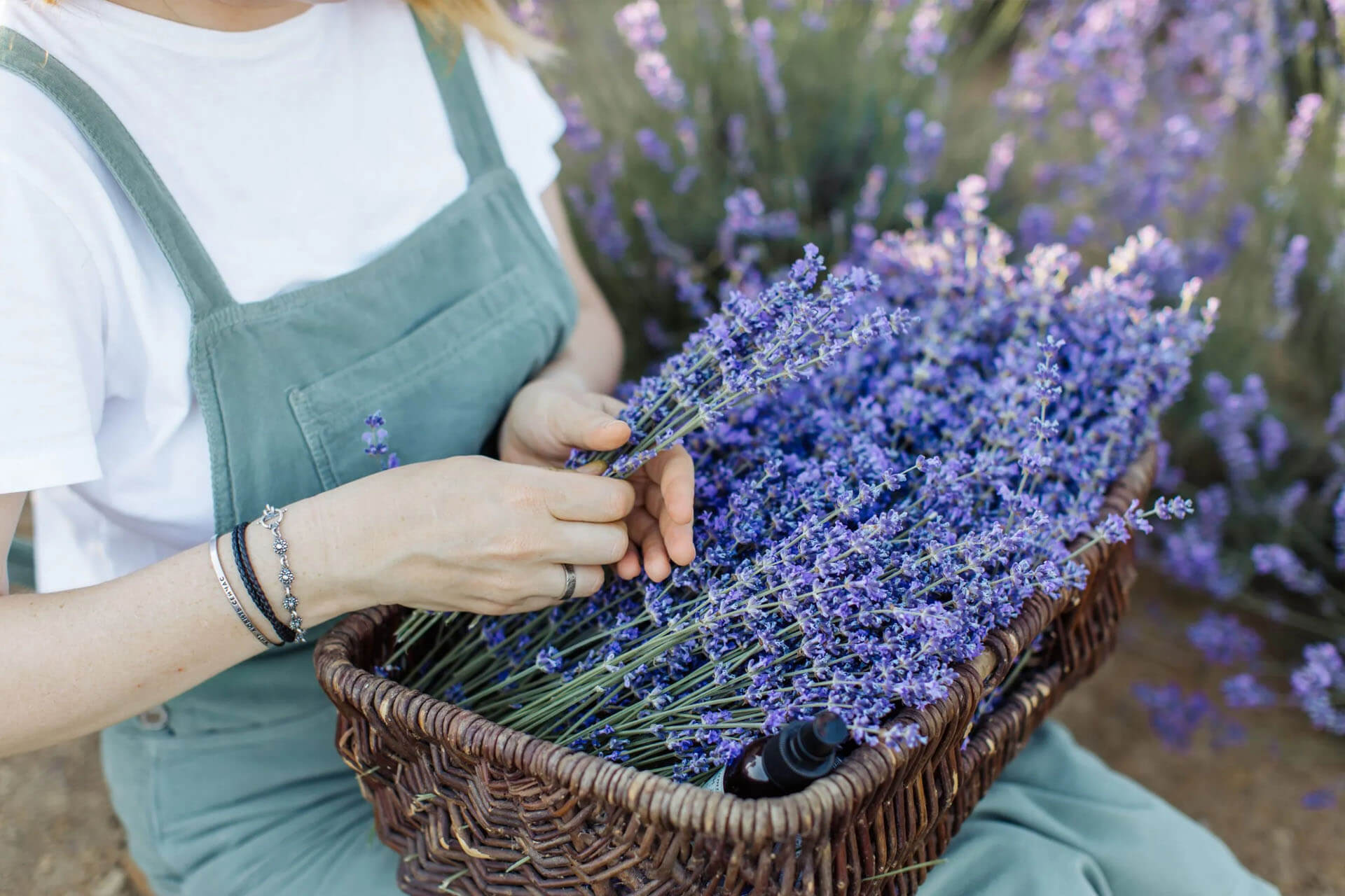 How Lavender Helps & Heals in YDH – York Durham Headwaters