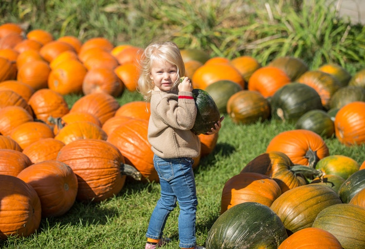 Little Girl at Pumpkin Farm