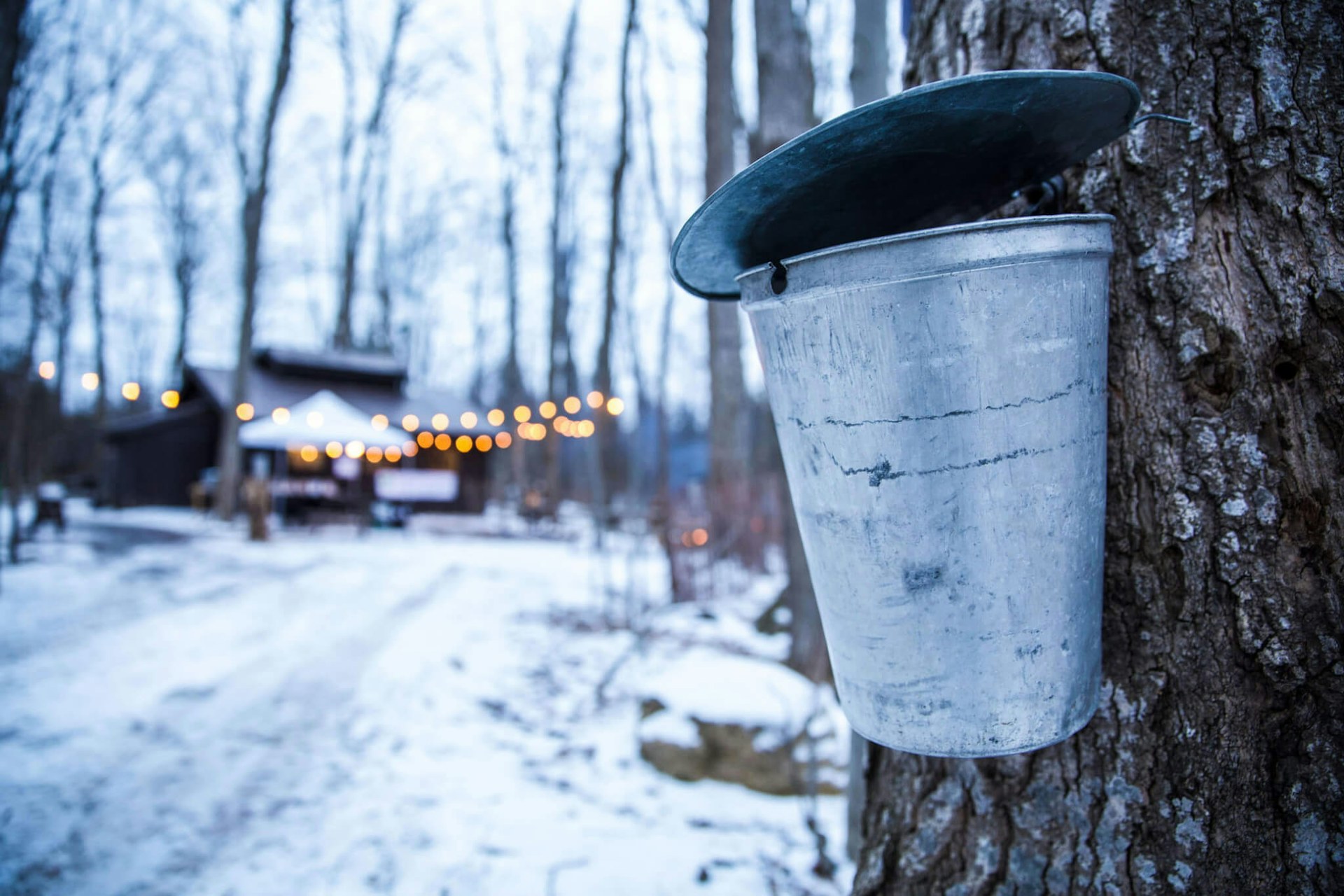 Maple Syrup By Lamplight