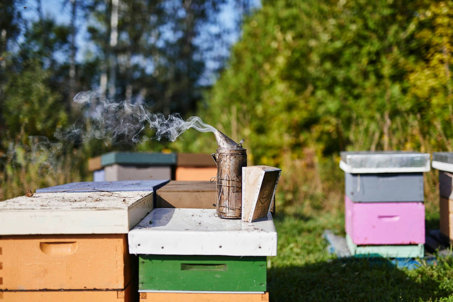 Ontario Honey Boxes