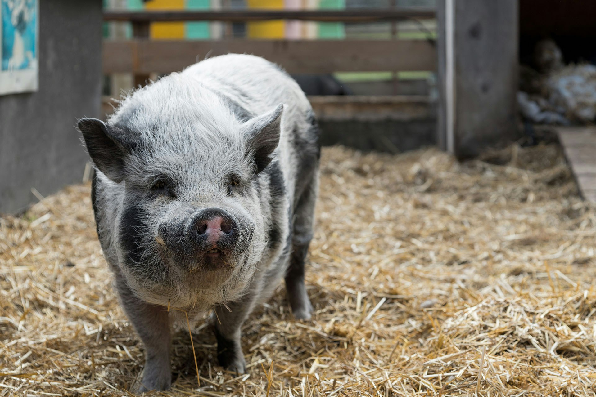 Pig in Barn