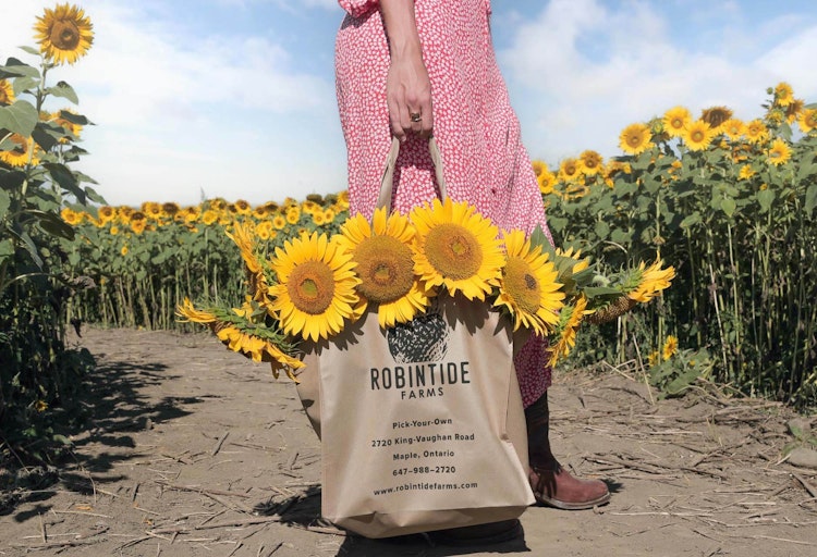 Robintide Farms Sunflowers
